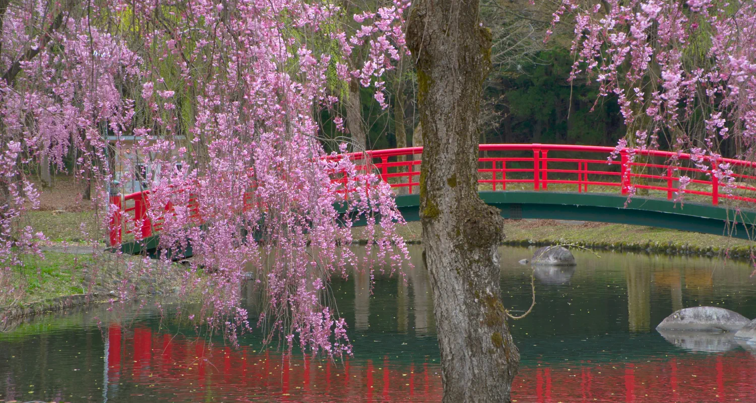 gallery/02-daigenta-ebike-tour-yuzawa-sakura.webp