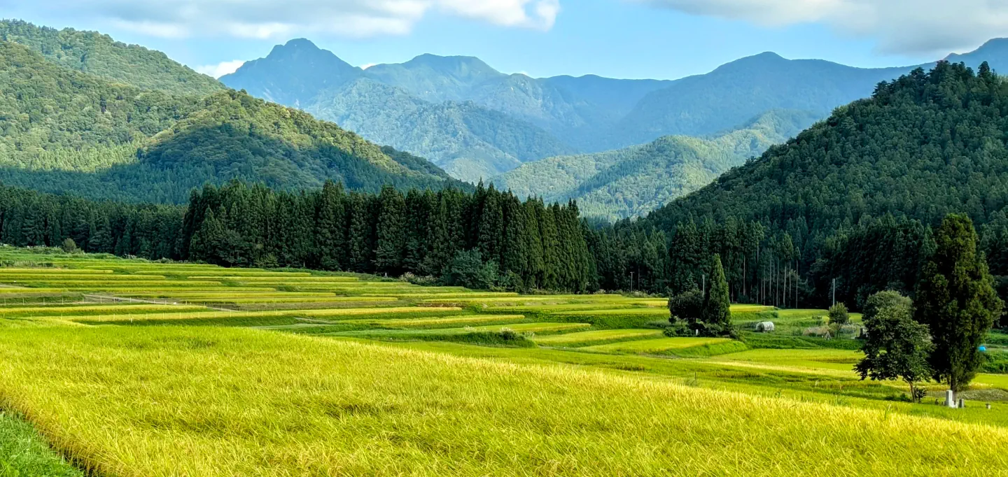 Bright yellow rice terraces in Yuzawa with the lush green mountain in the background