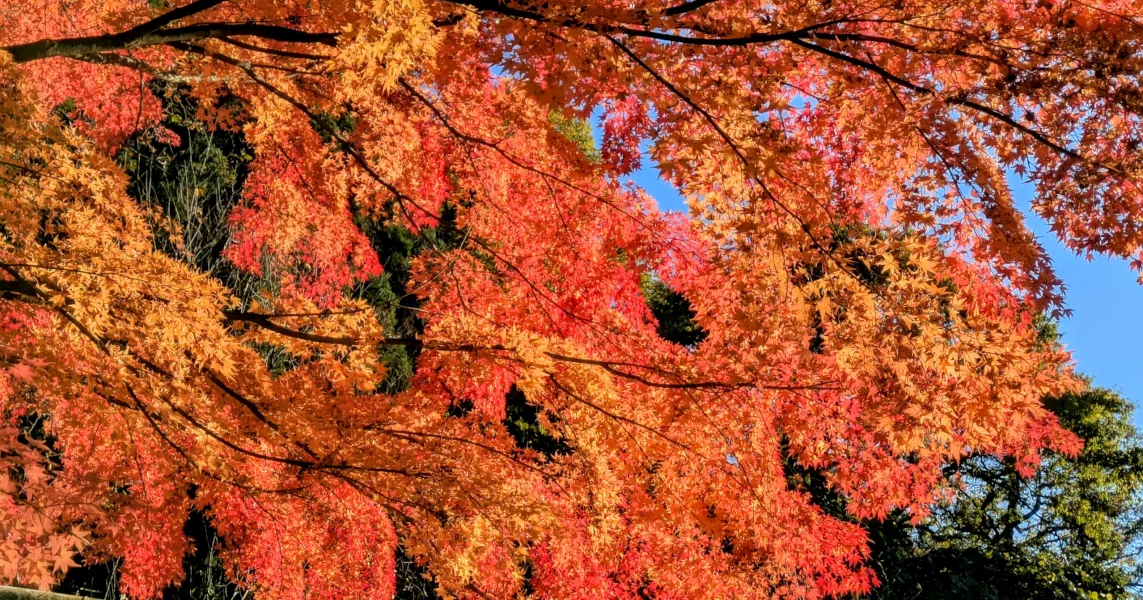 Un érable japonais rouge vibrant pendant la saison du koyo à Yuzawa