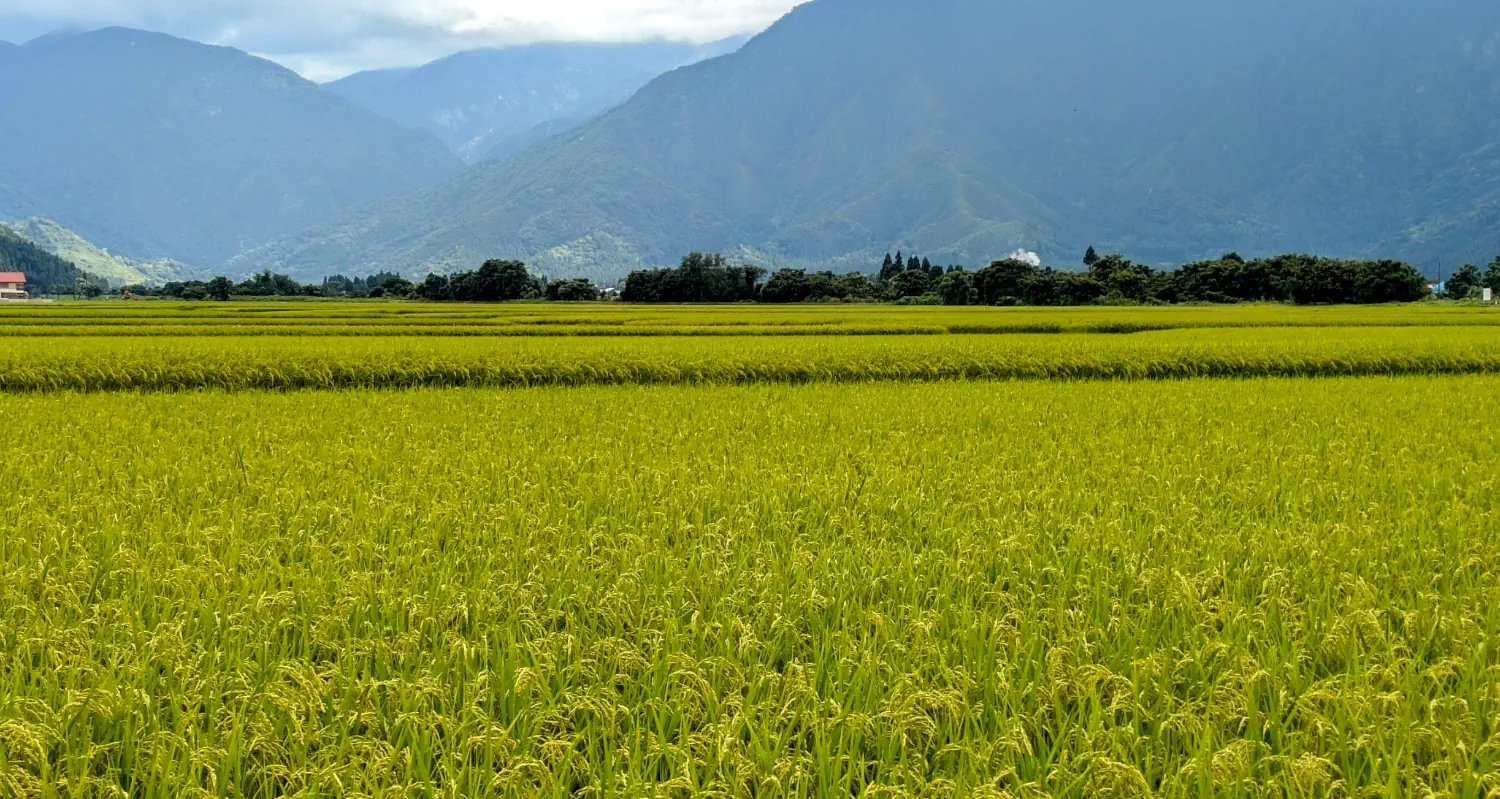 gallery/04-hakkaisan-ebike-tour-golden-rice.webp