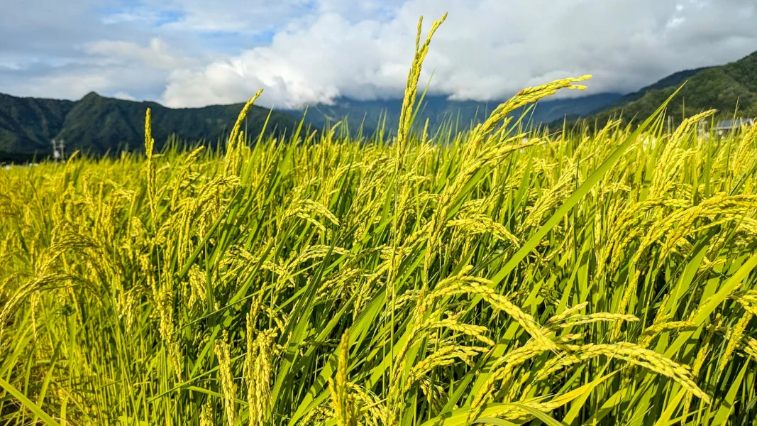 Le riz premium de Minamiuonuma séchant sur le télésiège.