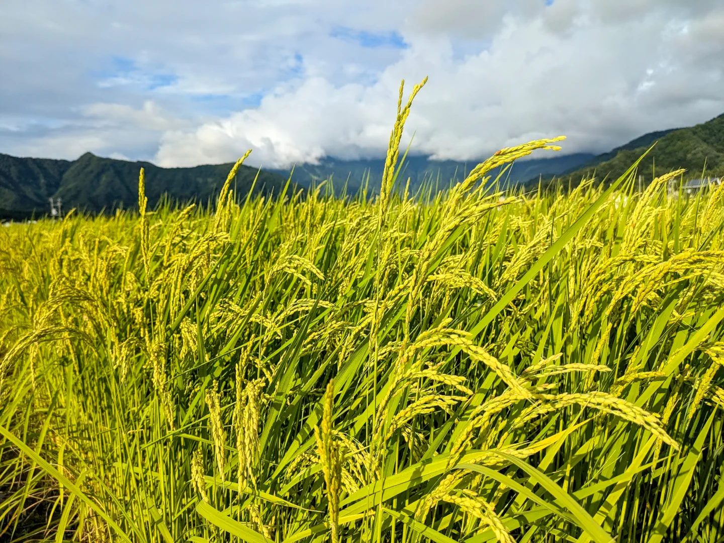 Champs de riz dorés à Minamiuonuma, Niigata, pendant la saison des récoltes avec des couleurs jaunes vibrantes.